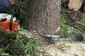 Best Tree Cabling and Bracing  in Brentwood, CA