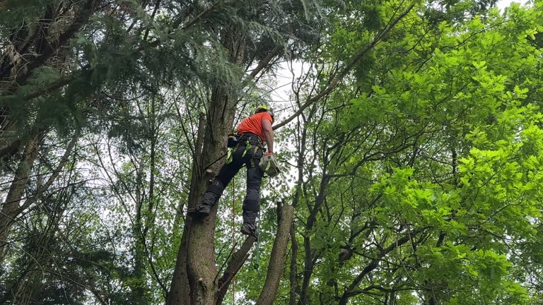 Best Utility Line Clearance  in Brentwood, CA