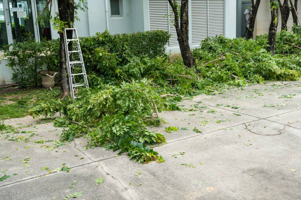  Brentwood, CA Tree Removal Pros