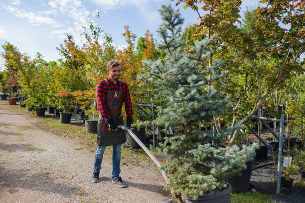 Best Tree Preservation Services  in Brentwood, CA